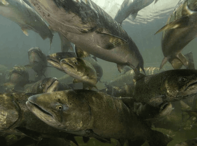 icon for How many Chinook will pass Bonneville Dam by October 31?