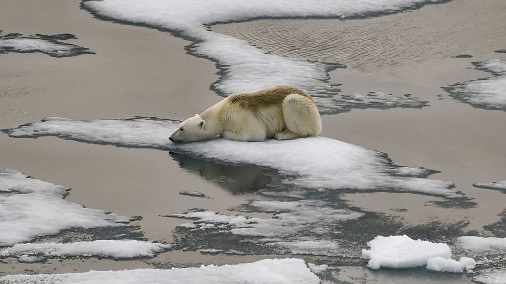 Min Arctic sea ice extent this summer? card icon