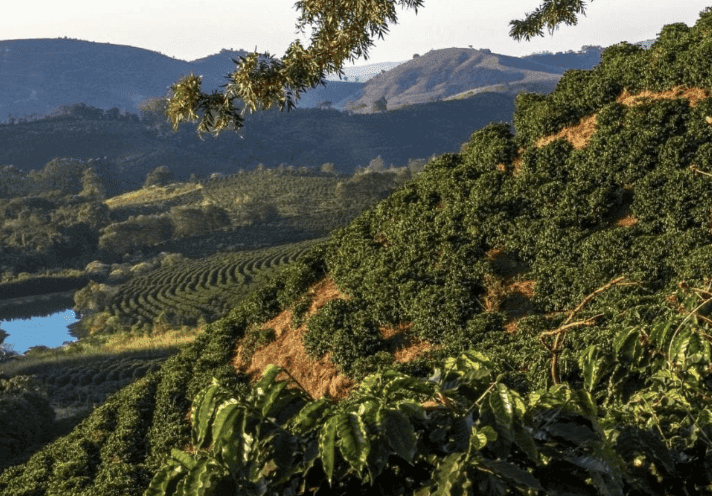 icon for Peak Severe Drought in Minas Gerais during the Coffee Growing Season?