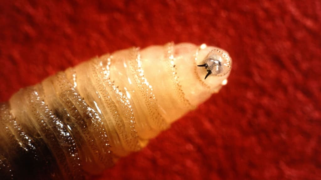 Screwworm National Emergency declared by...? card icon