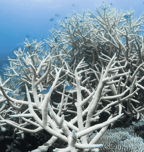 Will Hawaii reach Coral Bleaching Alert Level 1 by December 31, 2026? card icon